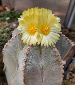 Astrophytum myriostigma 5 rippig